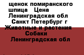 щенок помиранского шпица › Цена ­ 15 000 - Ленинградская обл., Санкт-Петербург г. Животные и растения » Собаки   . Ленинградская обл.